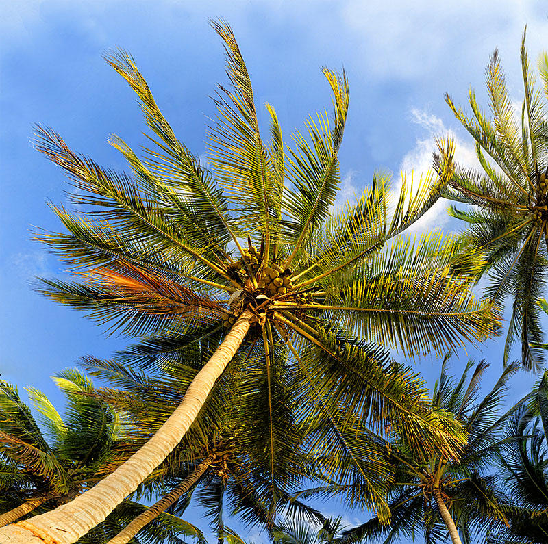 Coconut trees 02